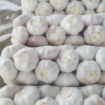 Jin Xiang New Crop Garlic Price Hot Sales